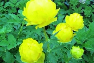Купальница