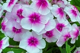Флокс Бамбини Буллзай