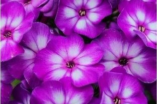 Флокс Юник Раунд Эбаут