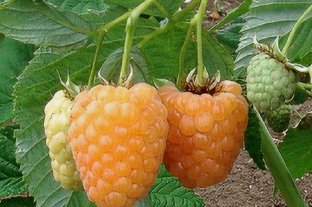 Малина Каскад Голд