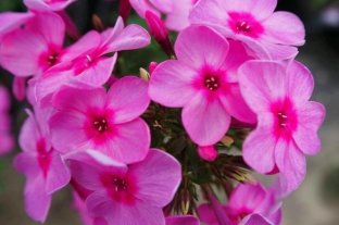 Флокс Кукла Даша